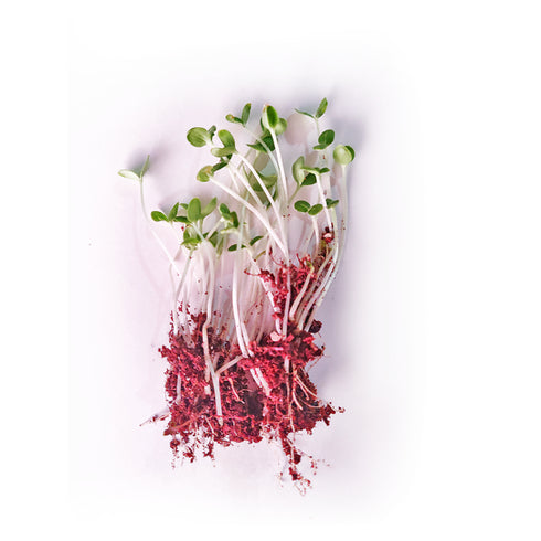 Sesame - OP Microgreen Seeds